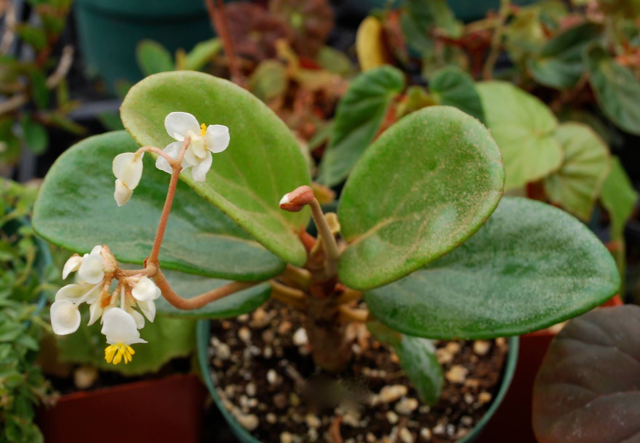B. ruhlandiana